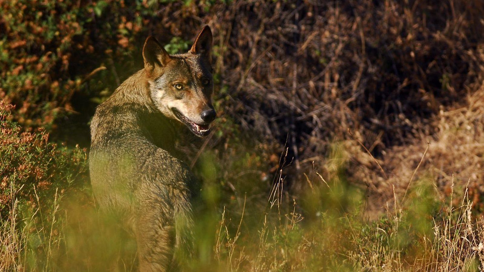 Un ejemplar de lobo ibérico. Un ejemplar de lobo ibérico.