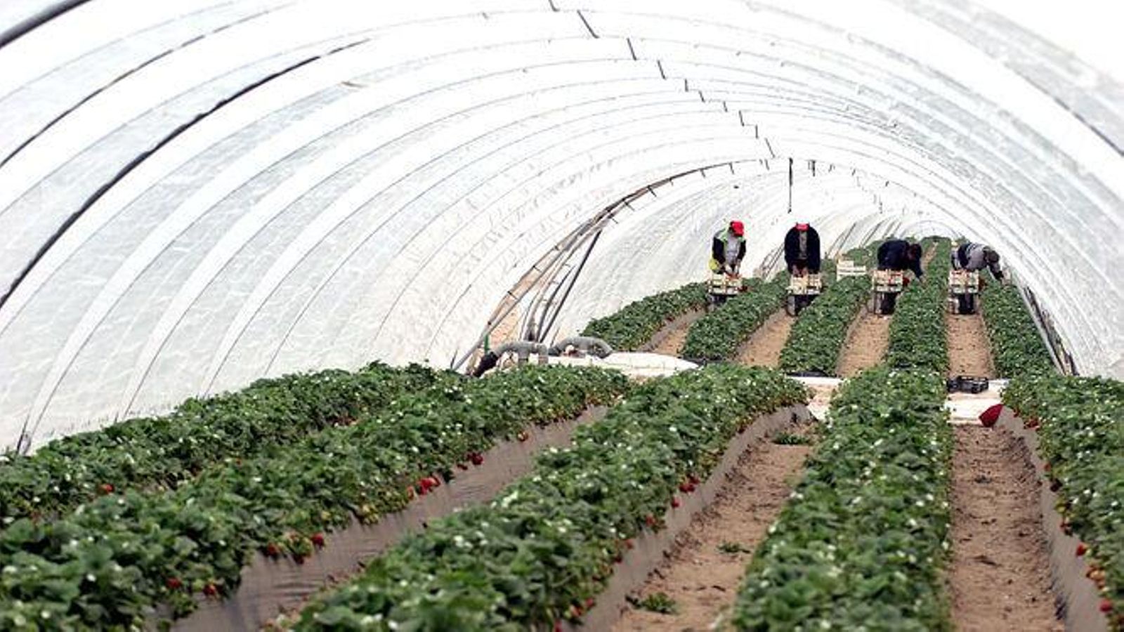 Terrenos agrícolas en Huelva.
