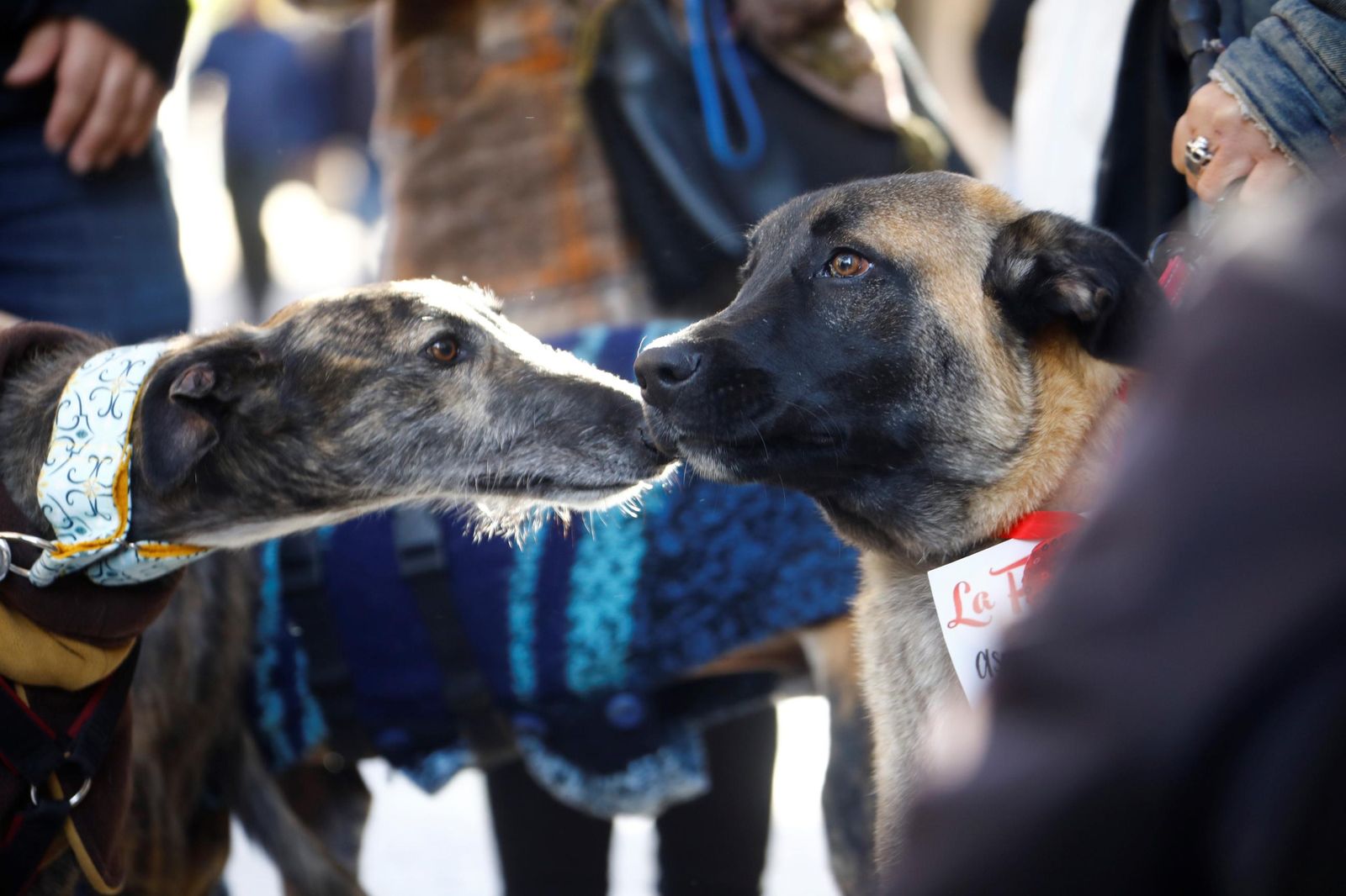 Las mejores imágenes del desfile preadopción de perros y gatos en Córdoba