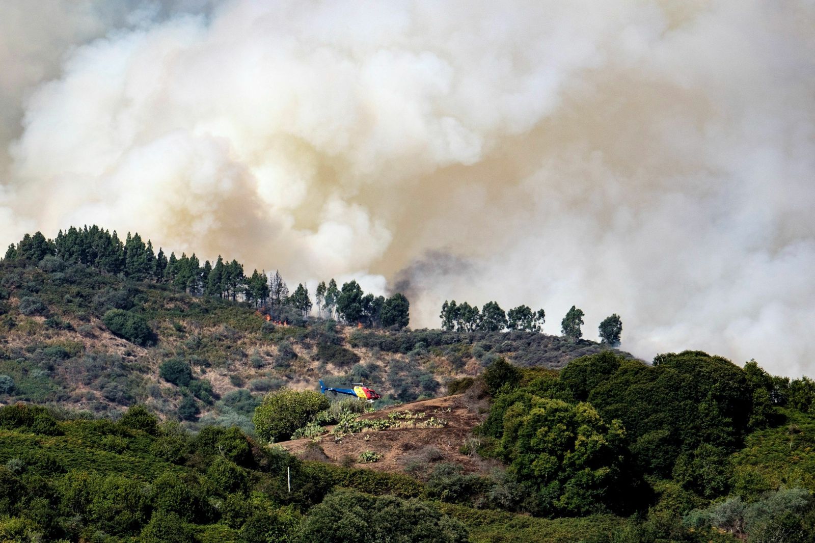 Las imágenes del incendio forestal en Gran Canaria.