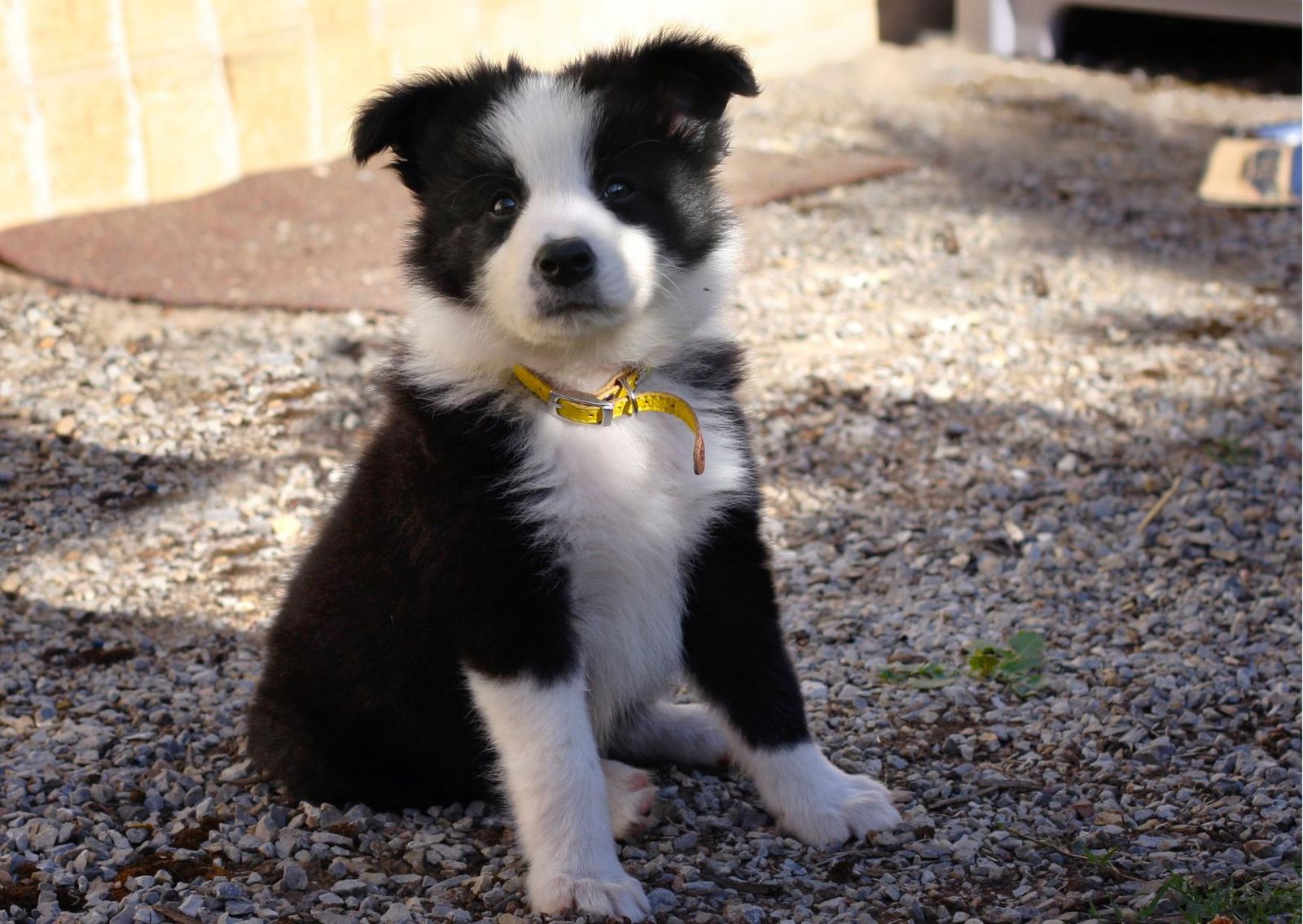 Un hombre mata de un disparo a un cachorro de Border Collie delante de unos niños