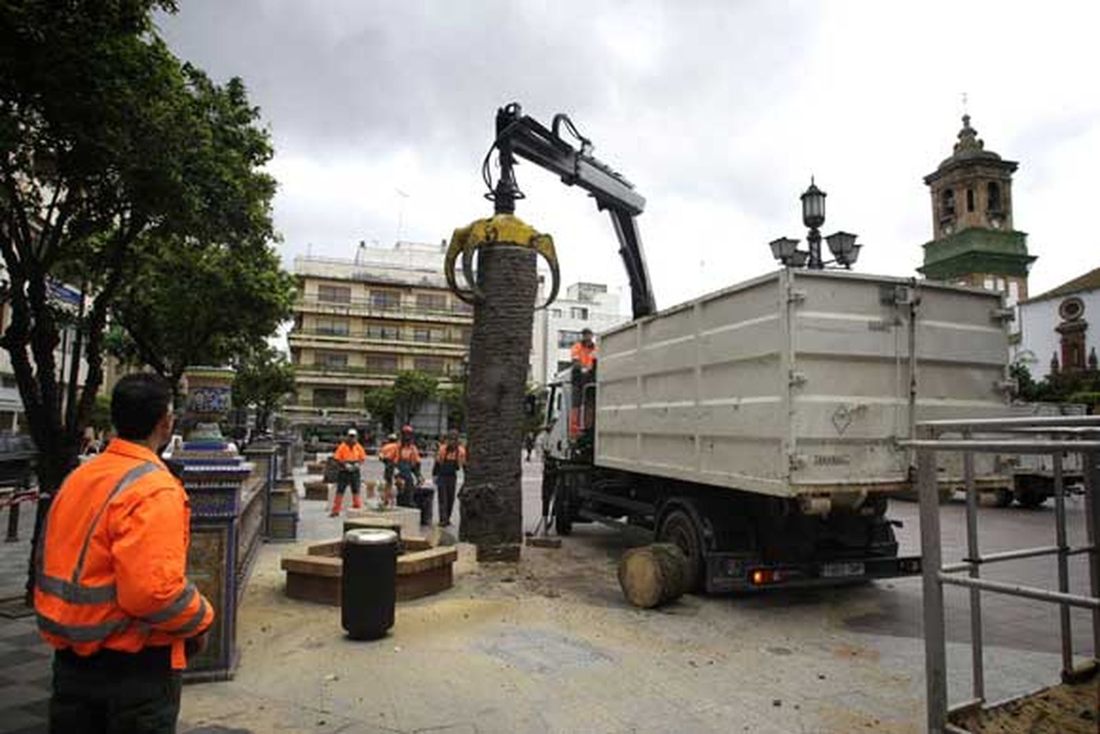Tras estar afectadas por el picudo rojo, 14 de las que habían han sido taladas por la base, y las otras dos apenas levantan un par de metros./Fotos:Erasmo Fenoy

Foto: Erasmo Fenoy