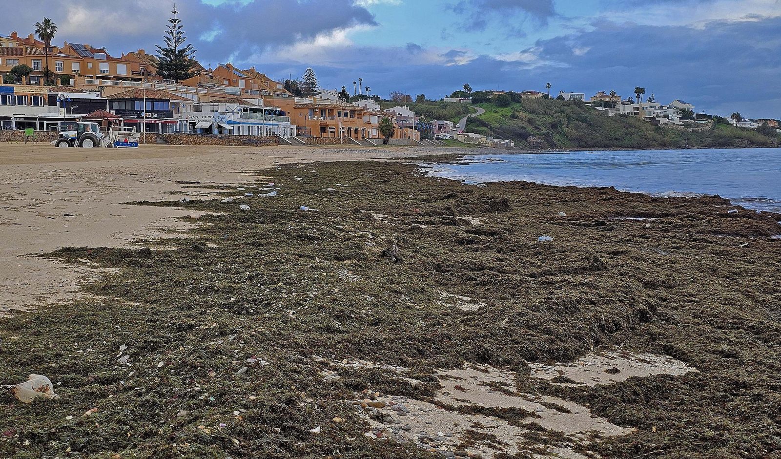 Fotos del nuevo arribazón de alga invasora en la playa de Getares en Algeciras