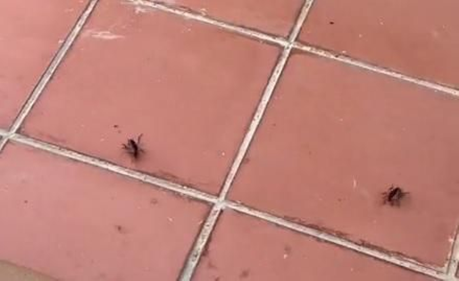 Un fragmento del vídeo donde se muestra la plaga de cucarachas en un piso de Cádiz Un fragmento del vídeo donde se muestra la plaga de cucarachas en un piso de Cádiz