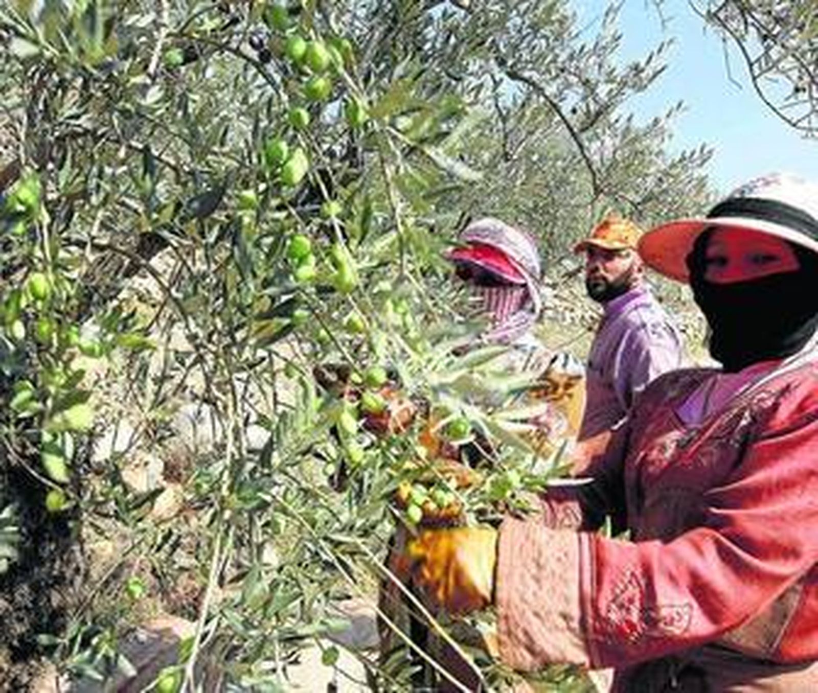 Las plagas afectan a la calidad final del aceite de oliva.