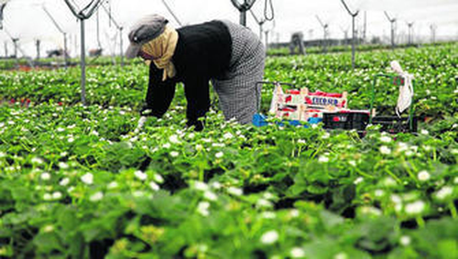 Una temporera recolecta fresa en una finca de Huelva.