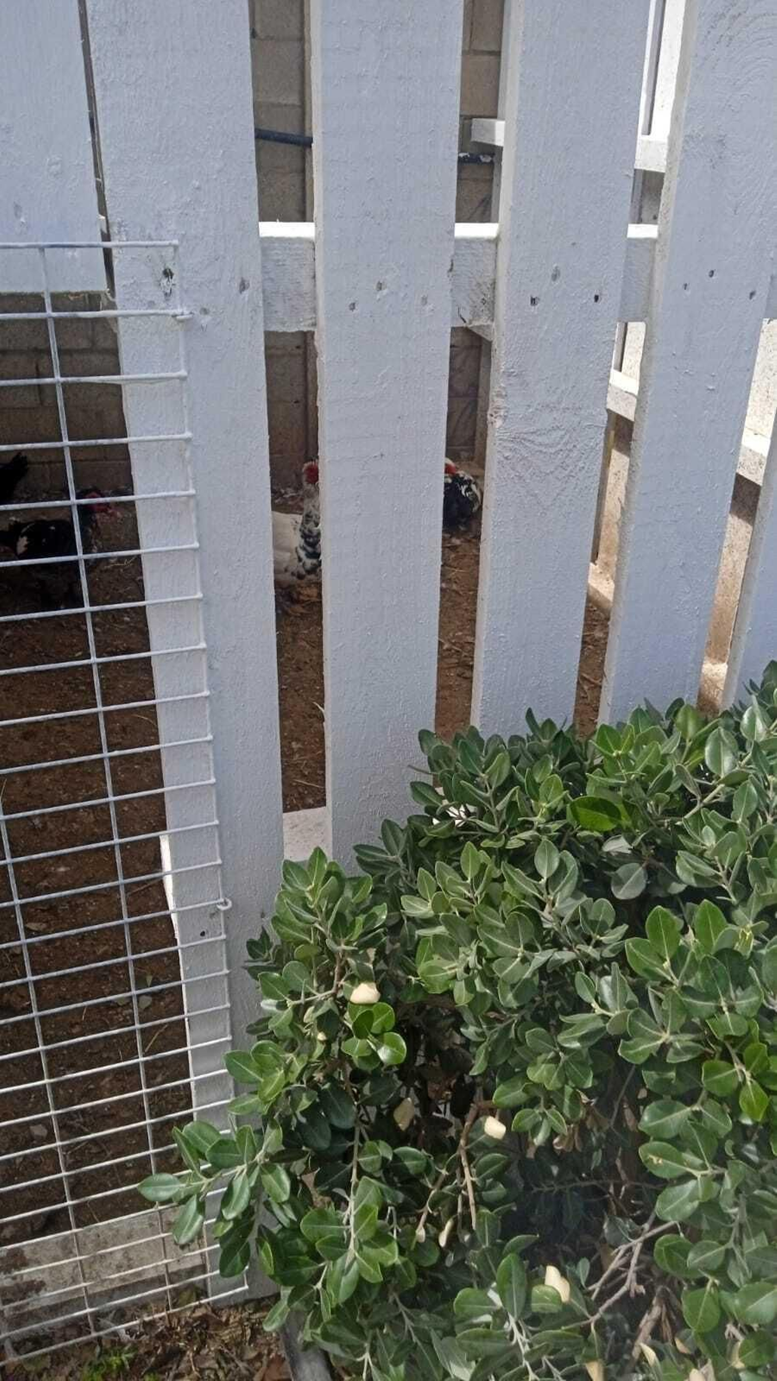 Así están los patos y tortugas del Parque tras el traslado: las fotos difundidas por AxSí en San Fernando