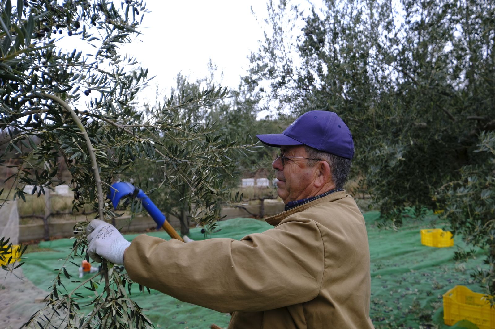 Fotogalería recolección aceituna en Abla. Almería