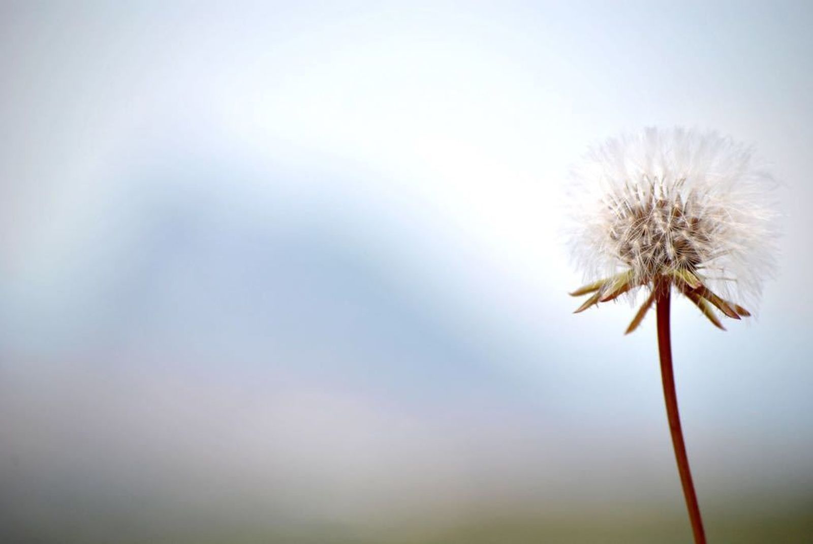 La instantánea ganadora, 'Frágil al viento'.
