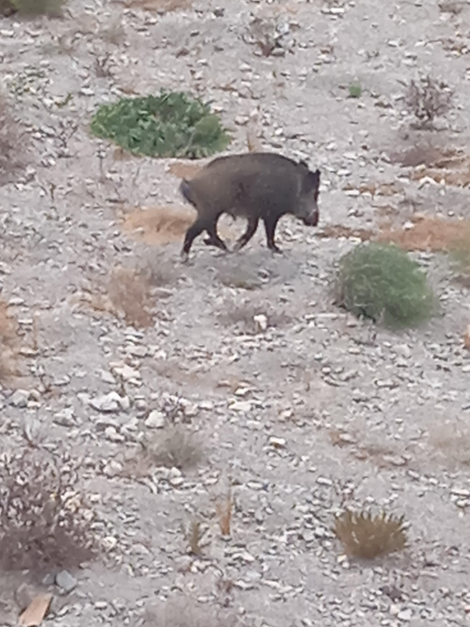 Los jabalíes regresan a Retamar