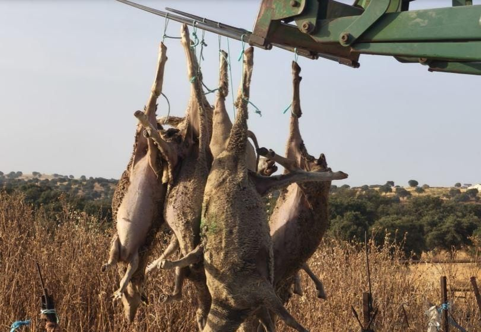 Ovejas muertas por la lengua azul.