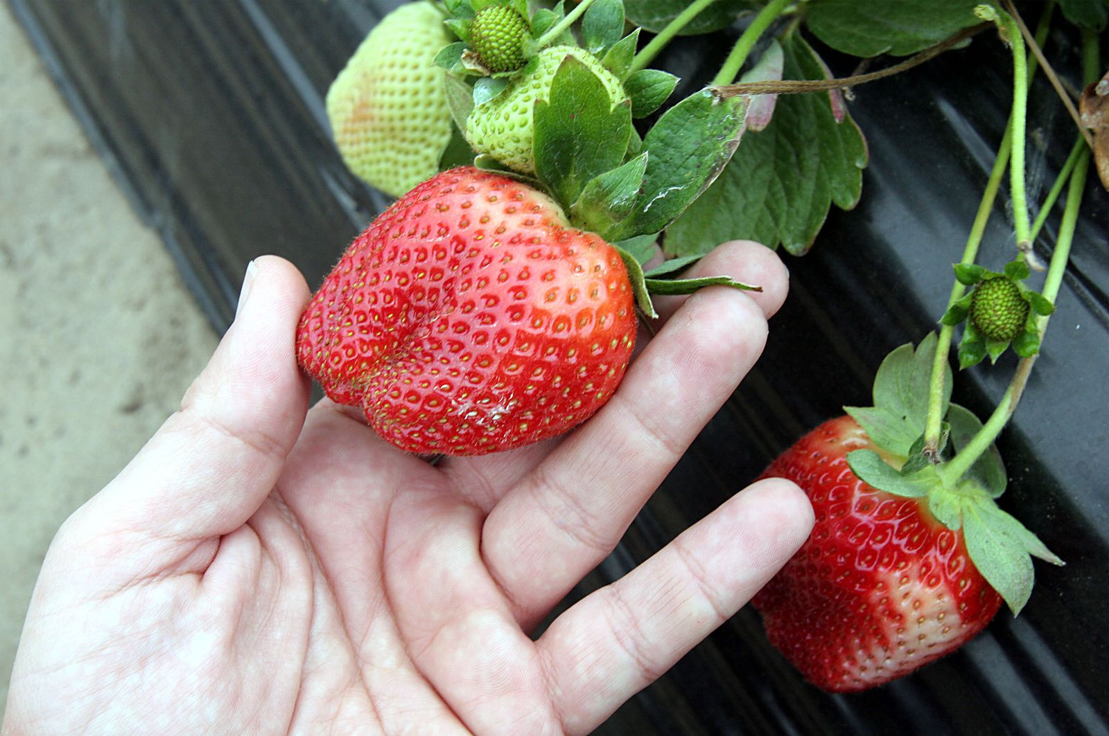 Utilizan plantas de fresas para medir la contaminación de Granada