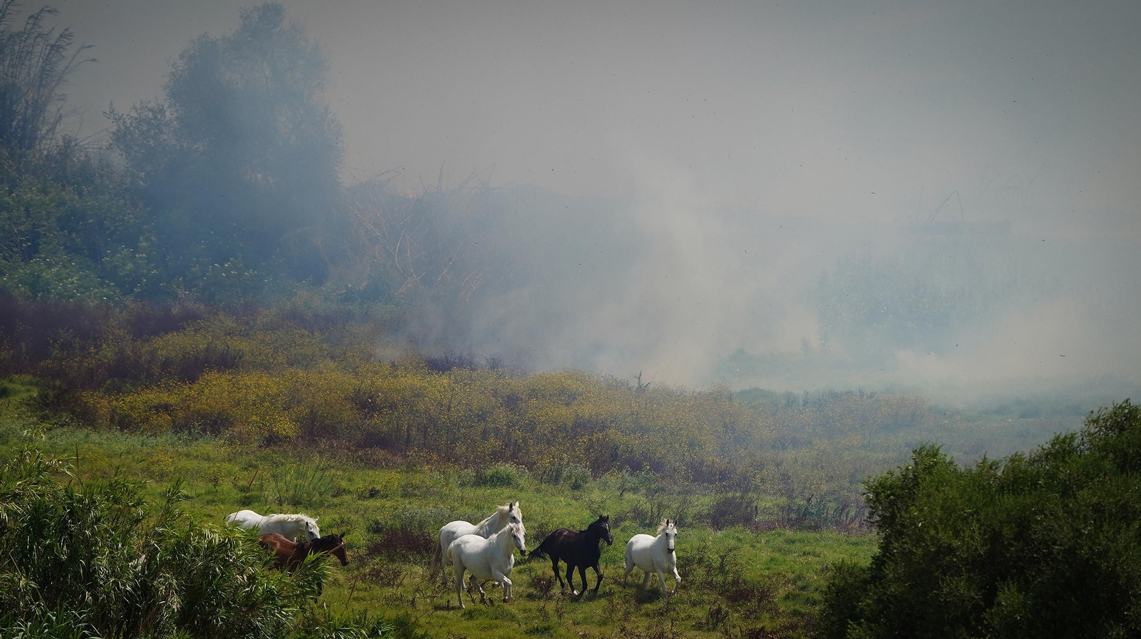 Muere un caballo después de que la manada fuese liberada
