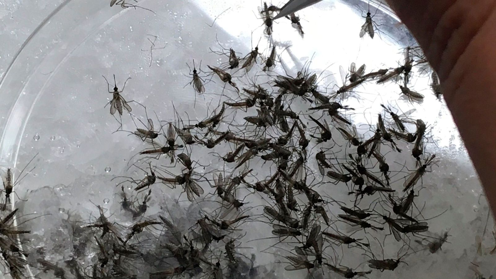 Análisis de mosquitos en un laboratorio.