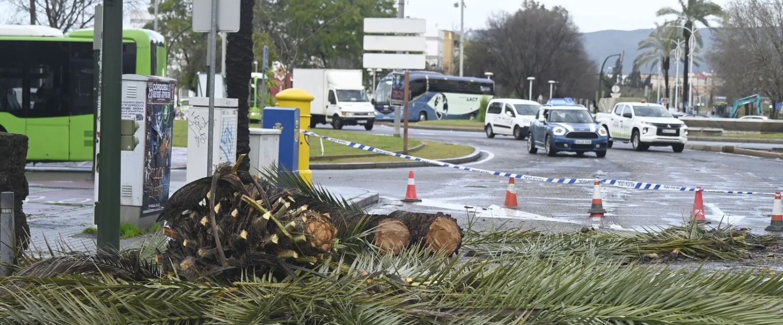 Palmeras caídas en suelo por la fuerza del viento en Córdoba.
