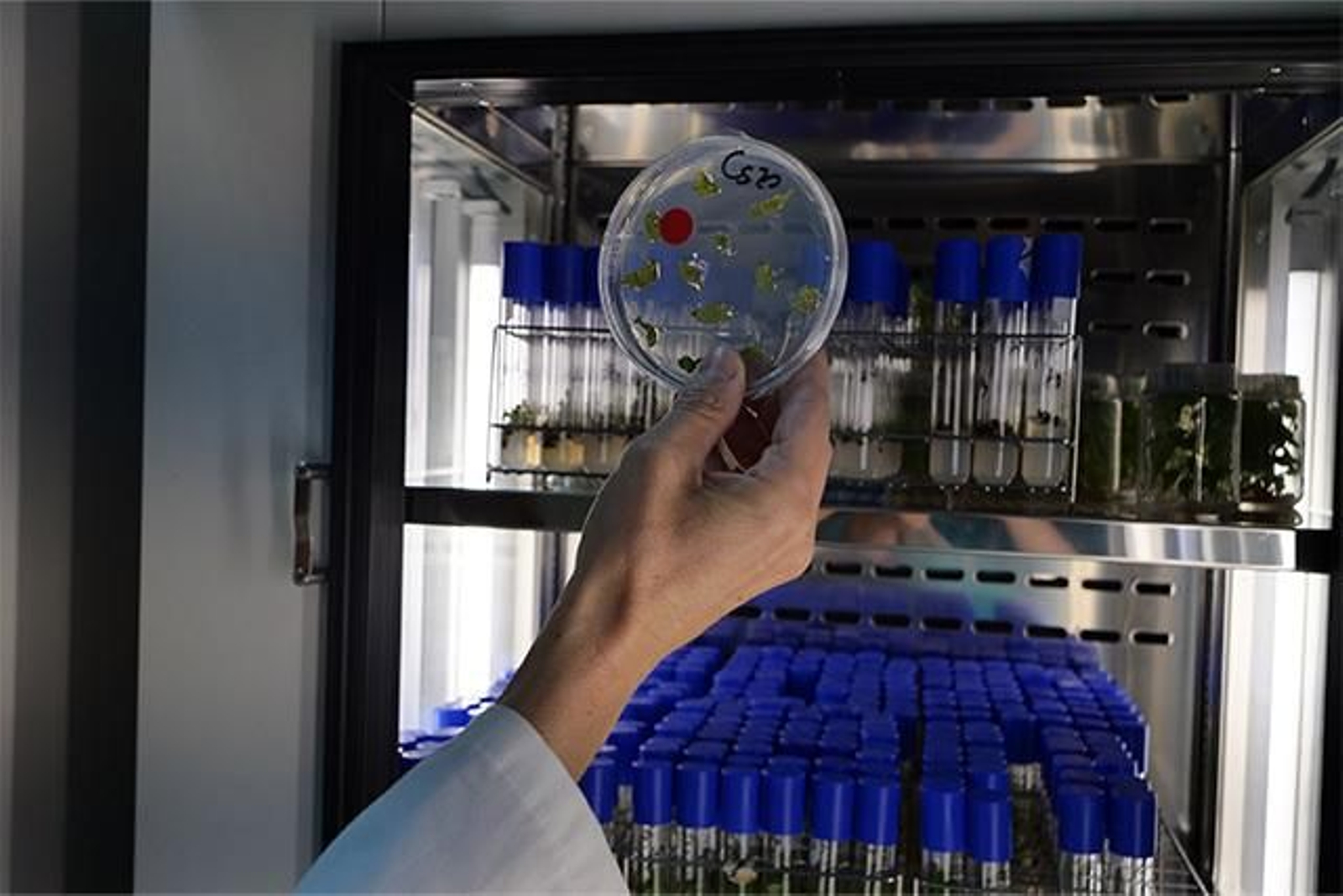 Investigación en un laboratorio de la UMA.