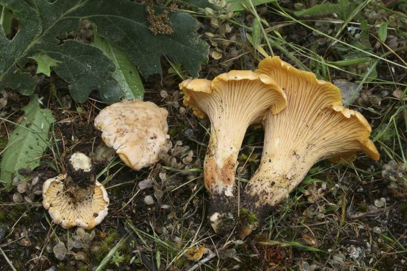 Rebozuelo (cantharellus cibaris)