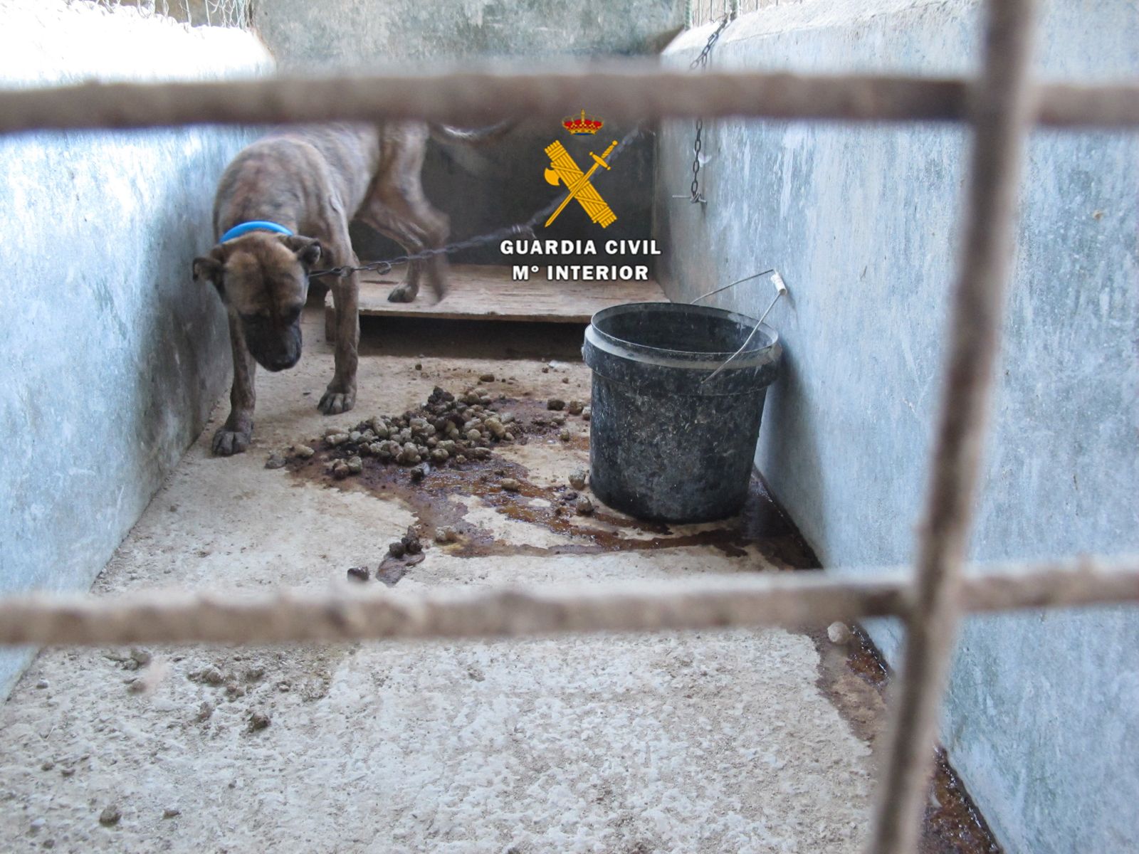 Uno de los perros encontrados por la Guardia Civil.