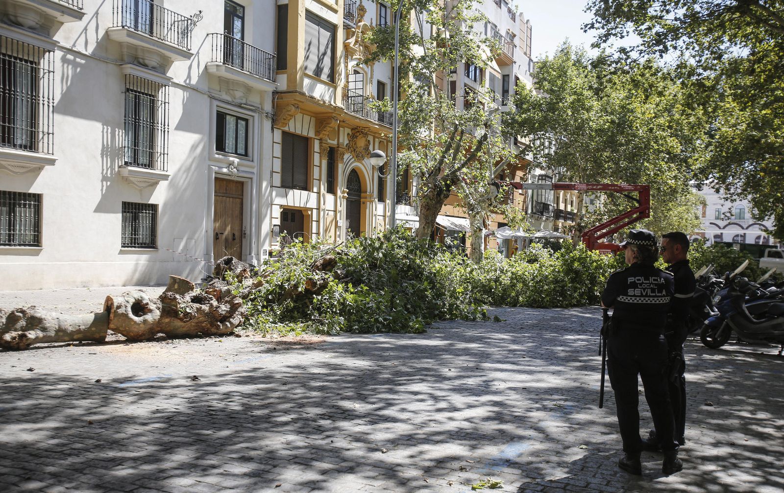 El momento de la tala en la Avenida de Cádiz