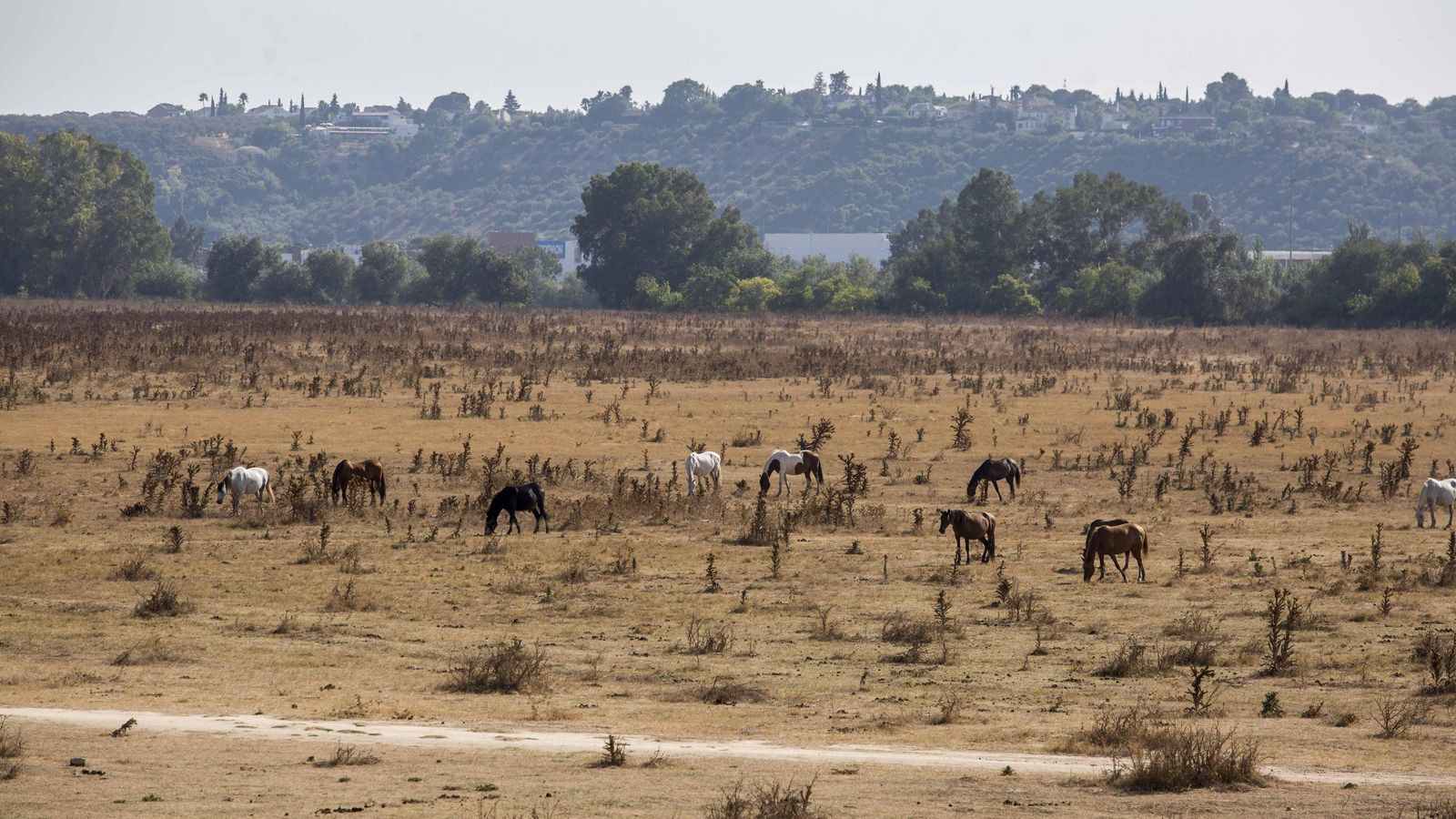 La inmensa dehesa de Tablada lleva sin uso desde que fue subastada por Defensa en 1997.