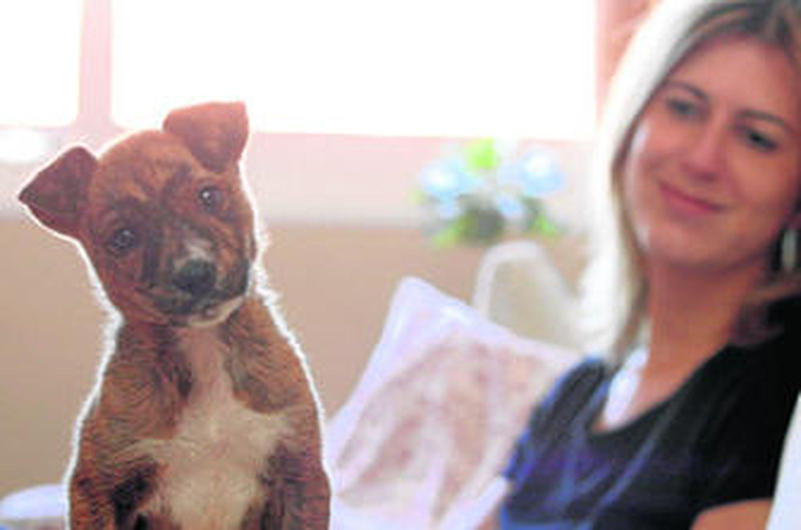 Los expertos recomiendan no romper la rutina de los animales, dejarlos al cuidado de alguien de confianza o recurrir a una residencia canina.