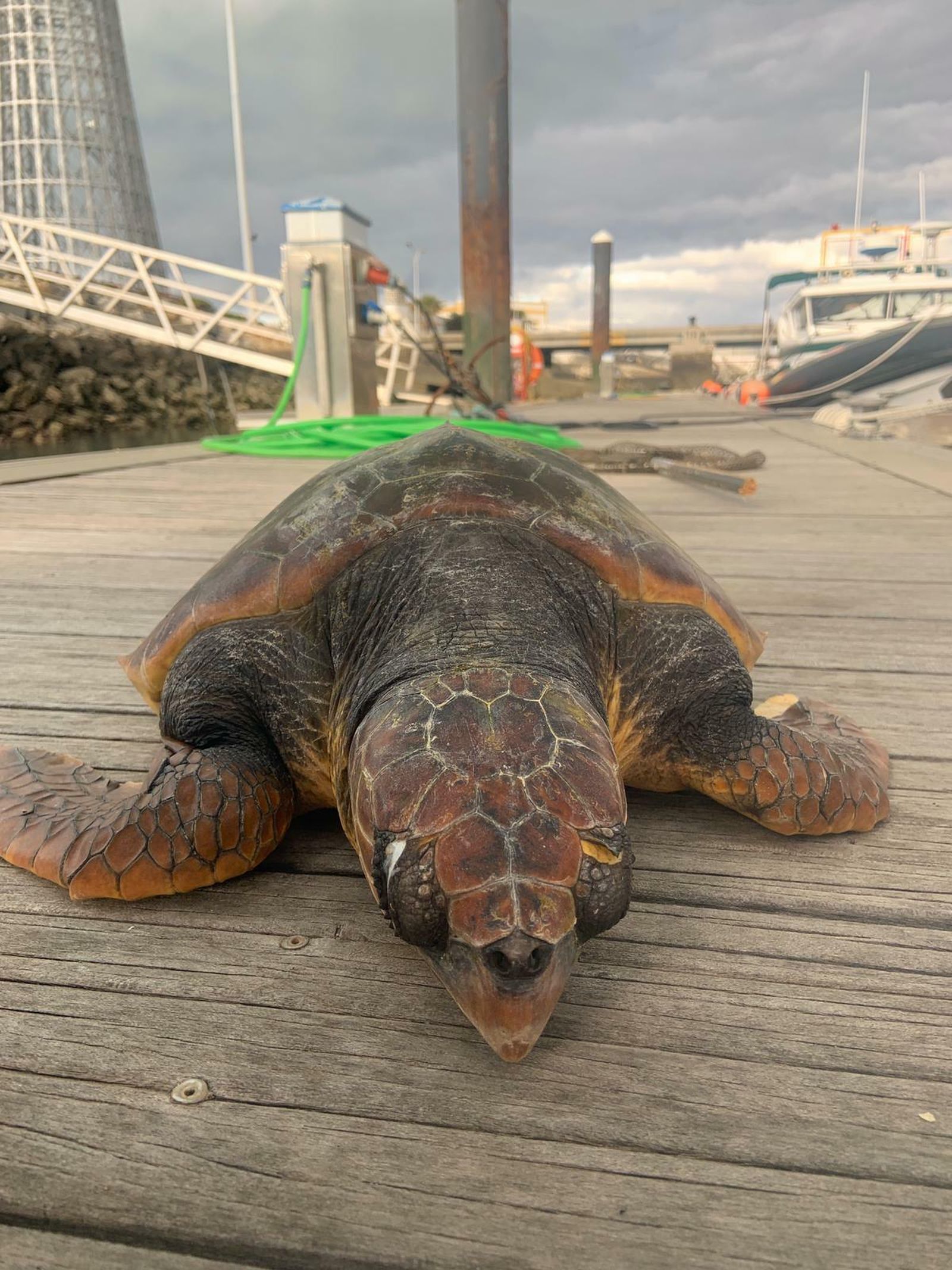 El cadáver del ejemplar, poco después de ser desembarcado.