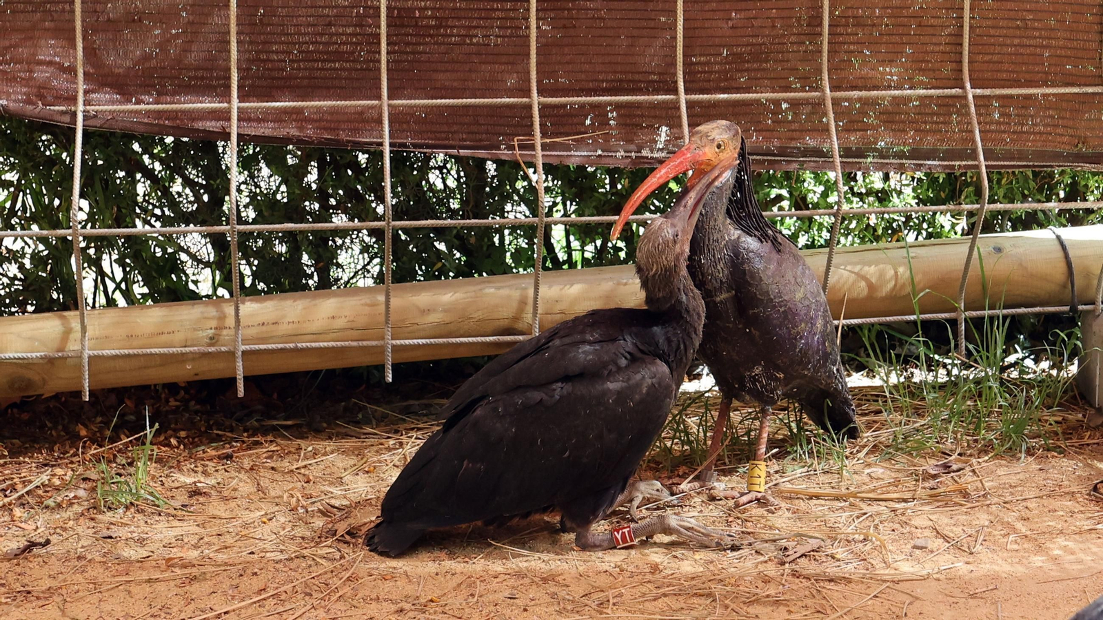 Imágenes de los ibis eremitas de Jerez a Cataluña