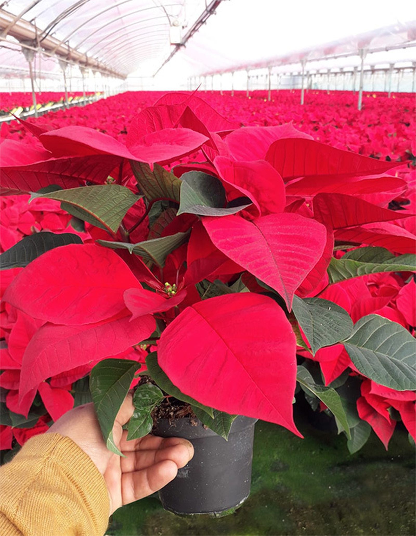 Producción de pascueros.