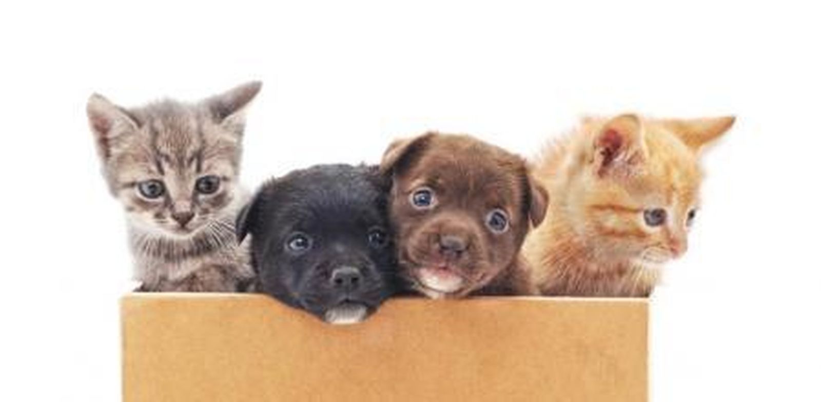 Multa a Milanuncios de 250.000 euros por anuncios ilícitos de venta animales