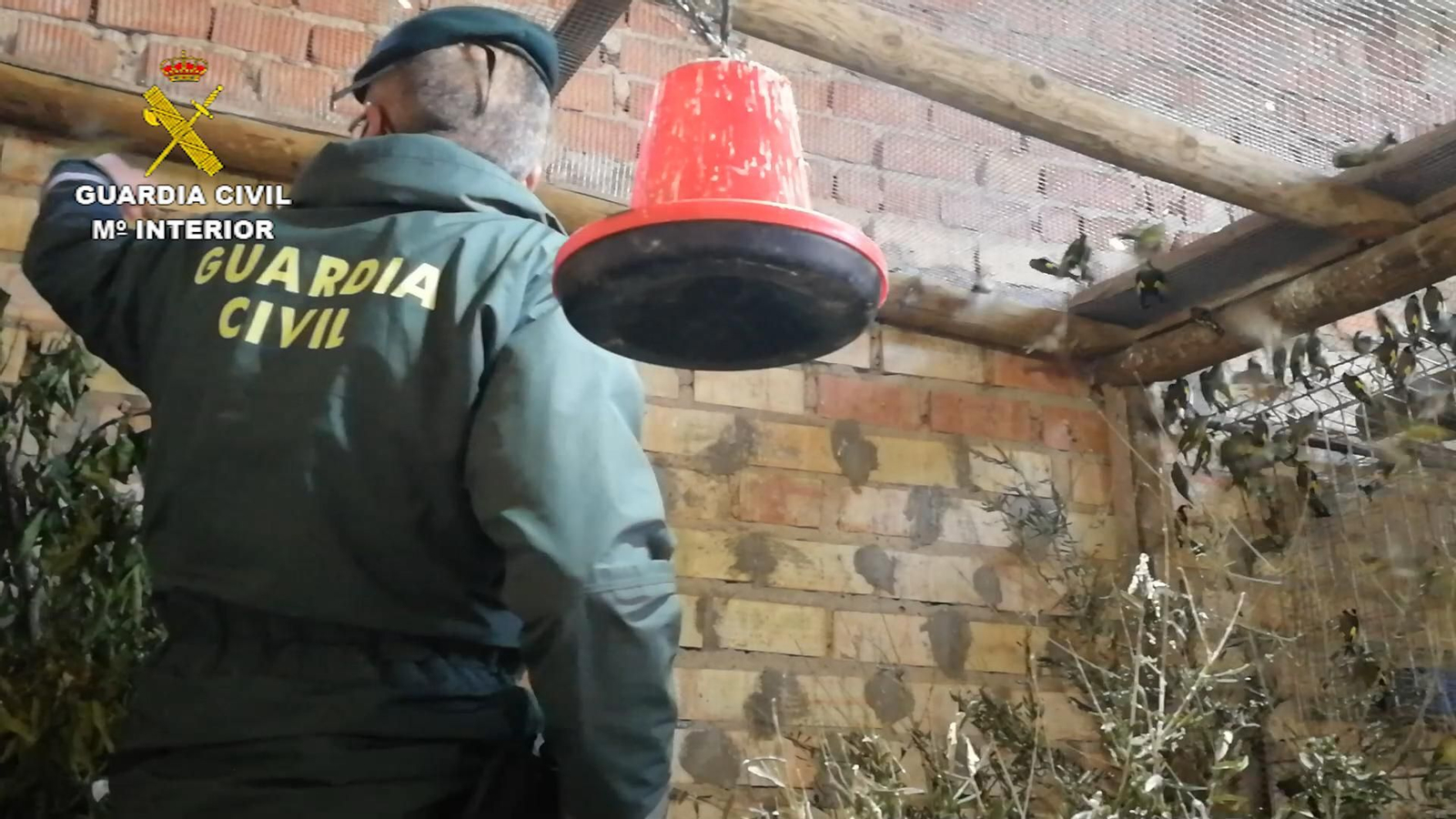 El Seprona libera a 122 aves fringílidas en Almonte, atraídas a jaulas-trampa de forma ilegal.