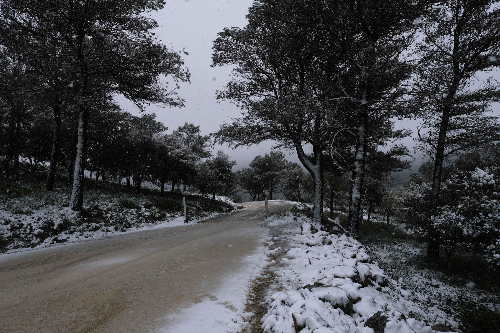 La nueva nevada  en el Parque Nacional Sierra de las Nieves, en fotos