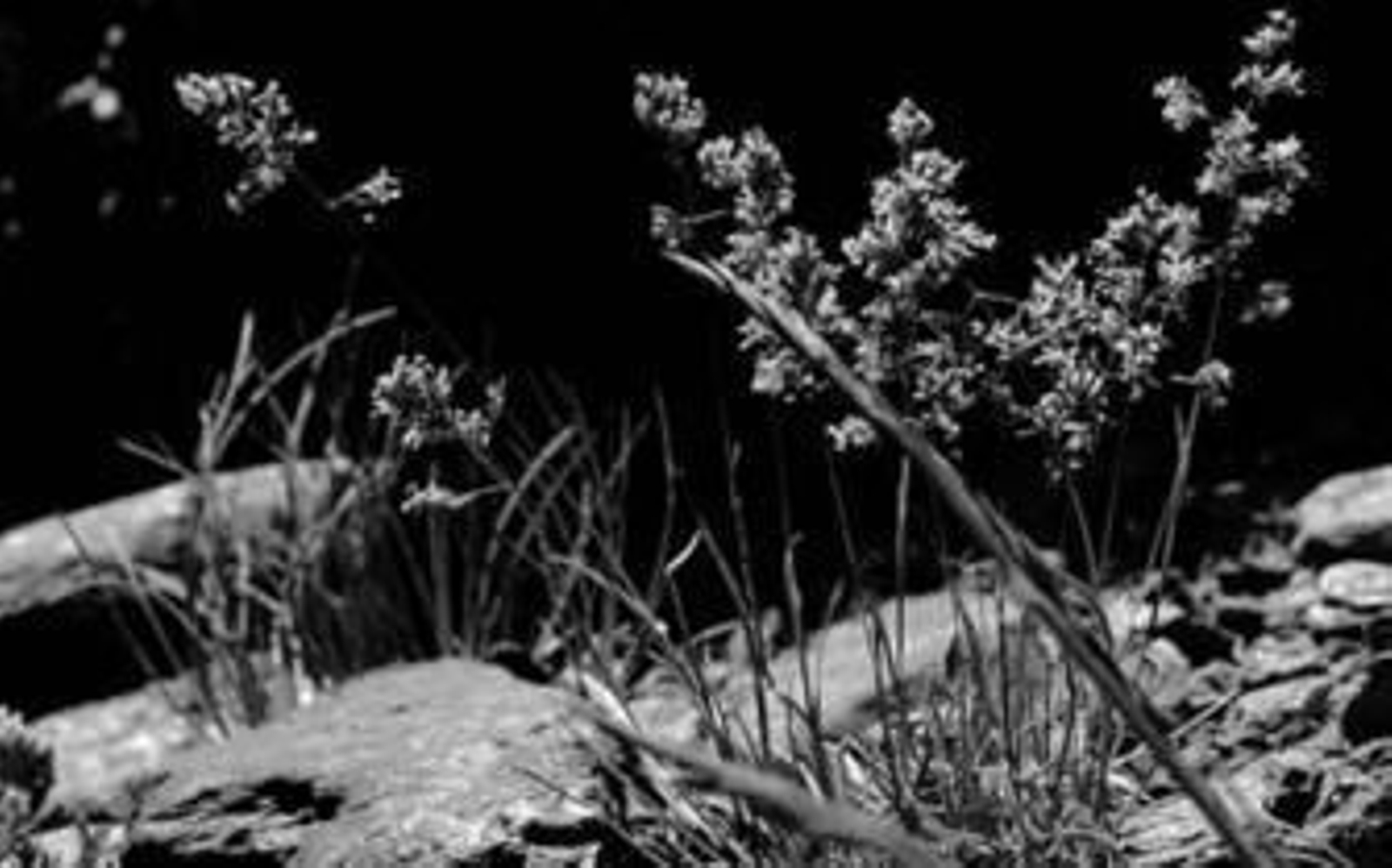 1 grado másSierra Nevada