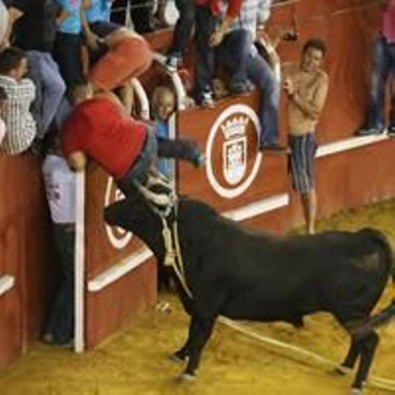 Con la suelta del llamado Toro del Aguardiente se pone el broche de oro a la feria de la localidad. No hubo que lamentar graves incidentes./Fotos:Paco Guerrero  Foto: Paco Guerrero