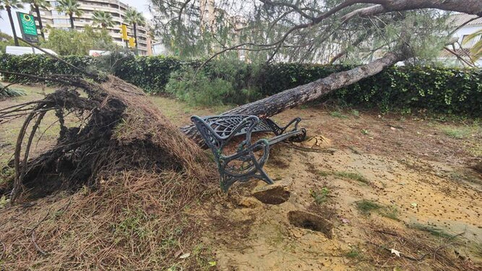 Un árbol derribado en el conocido como Parque de las Palomas de Huelva