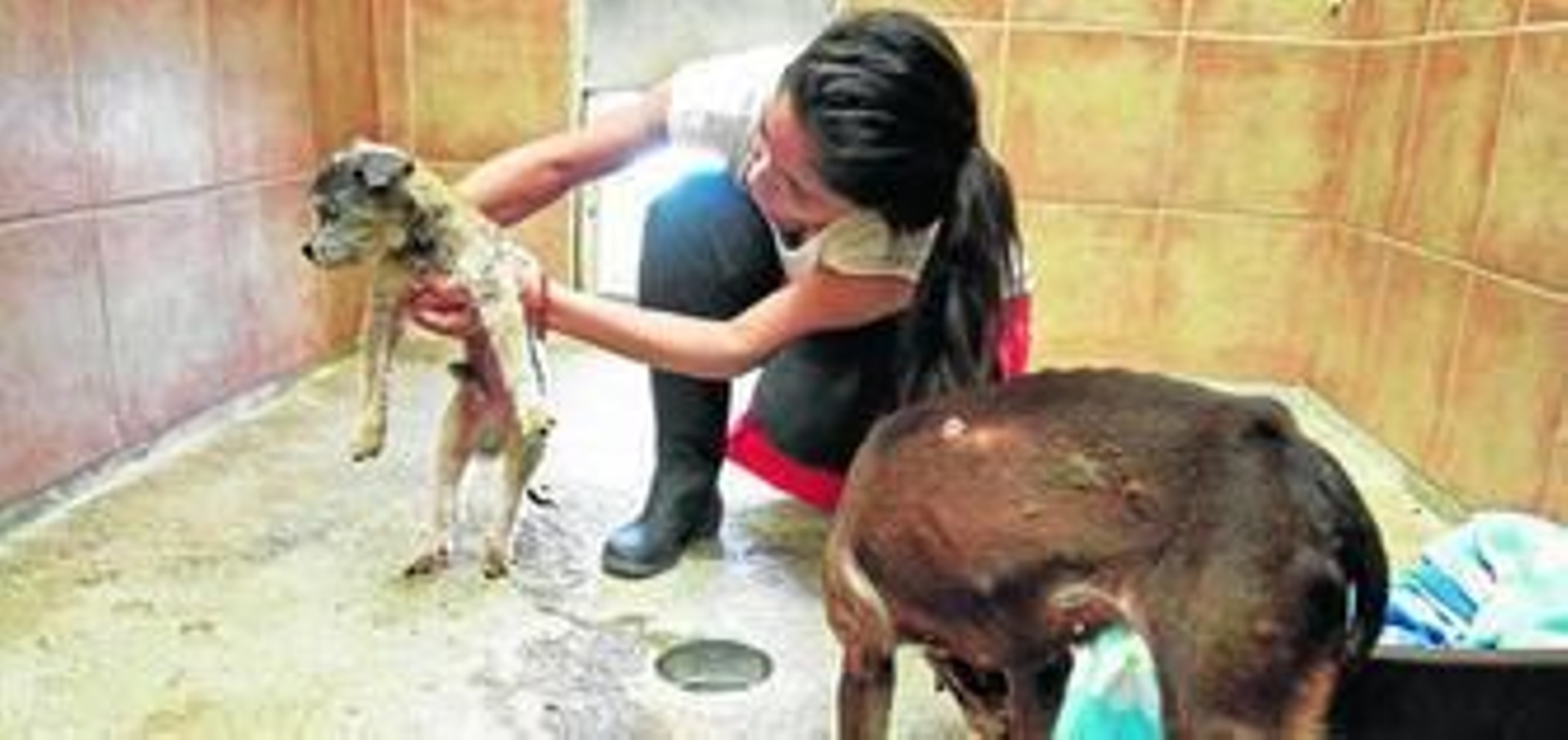 Imagen de alguno de los perros que se encuentran cuidados en la protectora de animales del Rinconcillo.