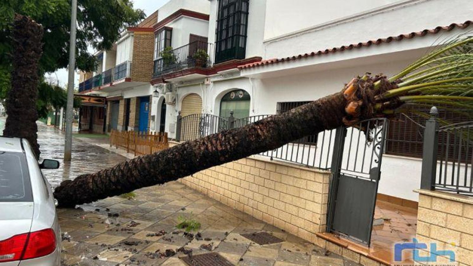 Un árbol caído cerca de una casa en Chipiona. Un árbol caído cerca de una casa en Chipiona.