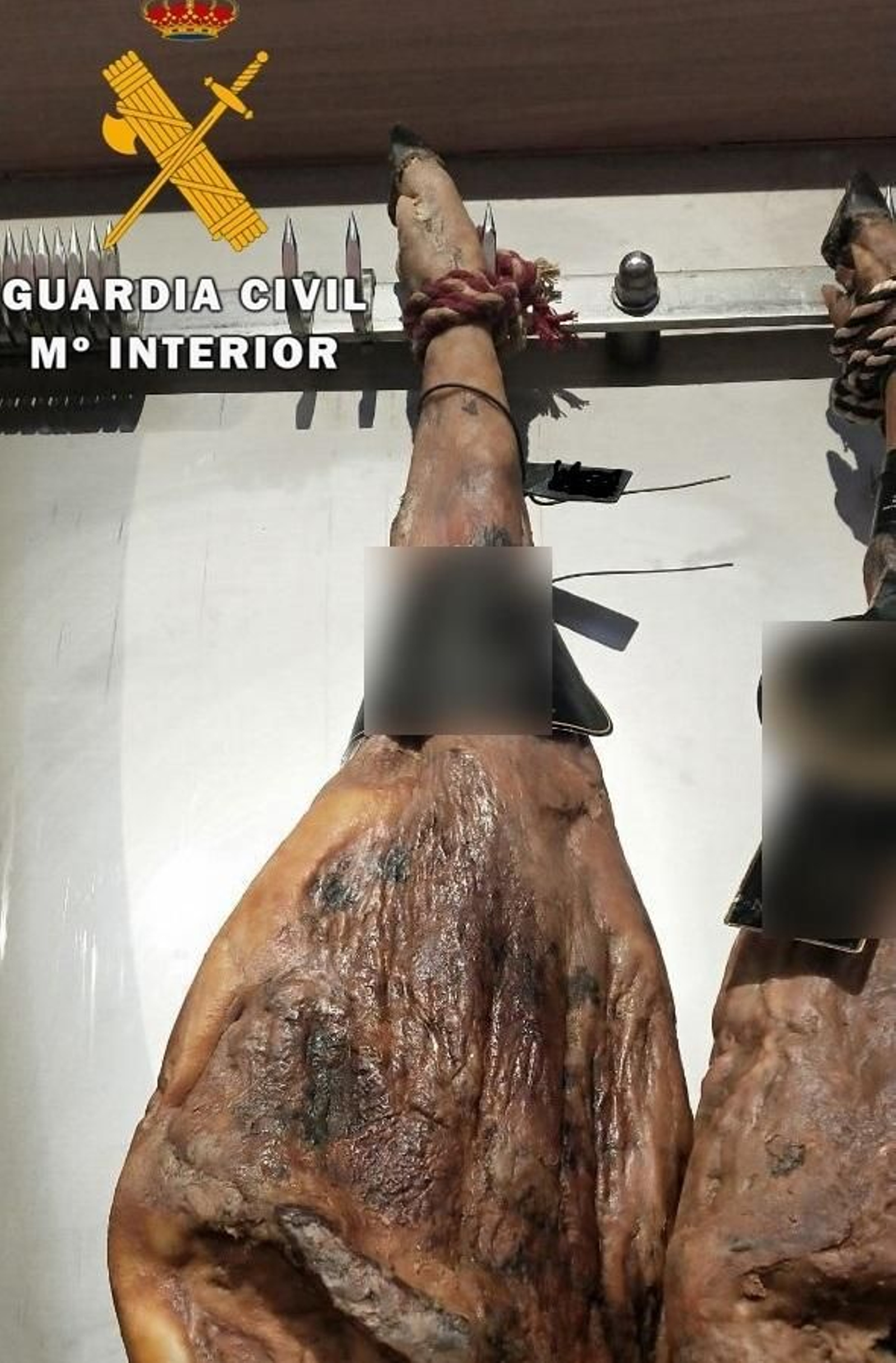 Jamones intervenidos por la Guardia Civil. Jamones intervenidos por la Guardia Civil.