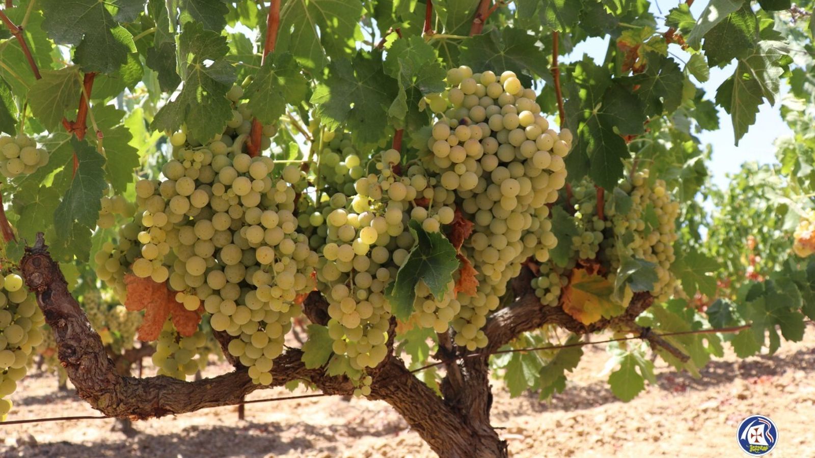 Variedad de uva Zalema en la provincia de Huelva.