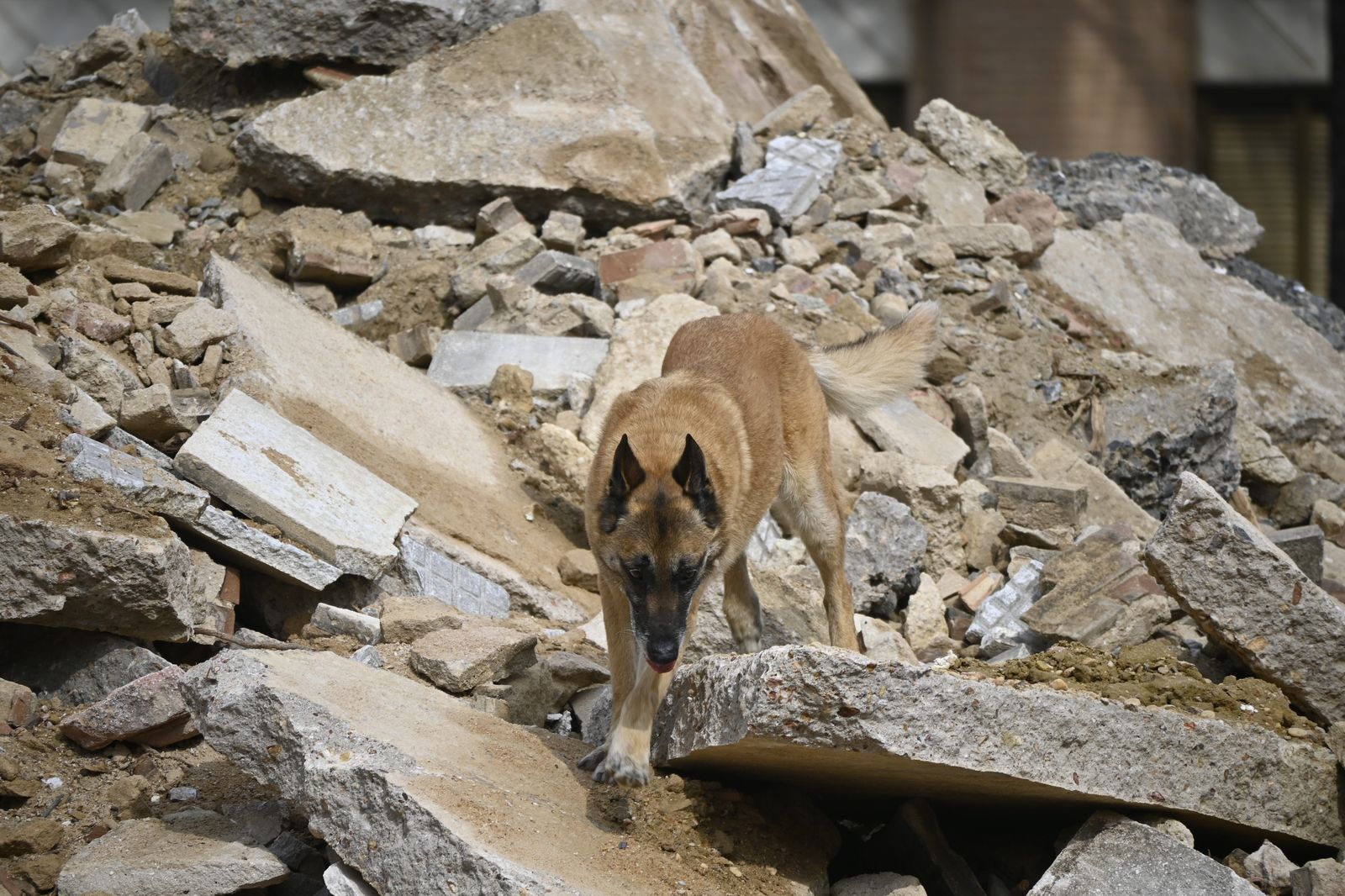Simulacro de rescate de la Unidad Canina, en la Plaza de la Merced