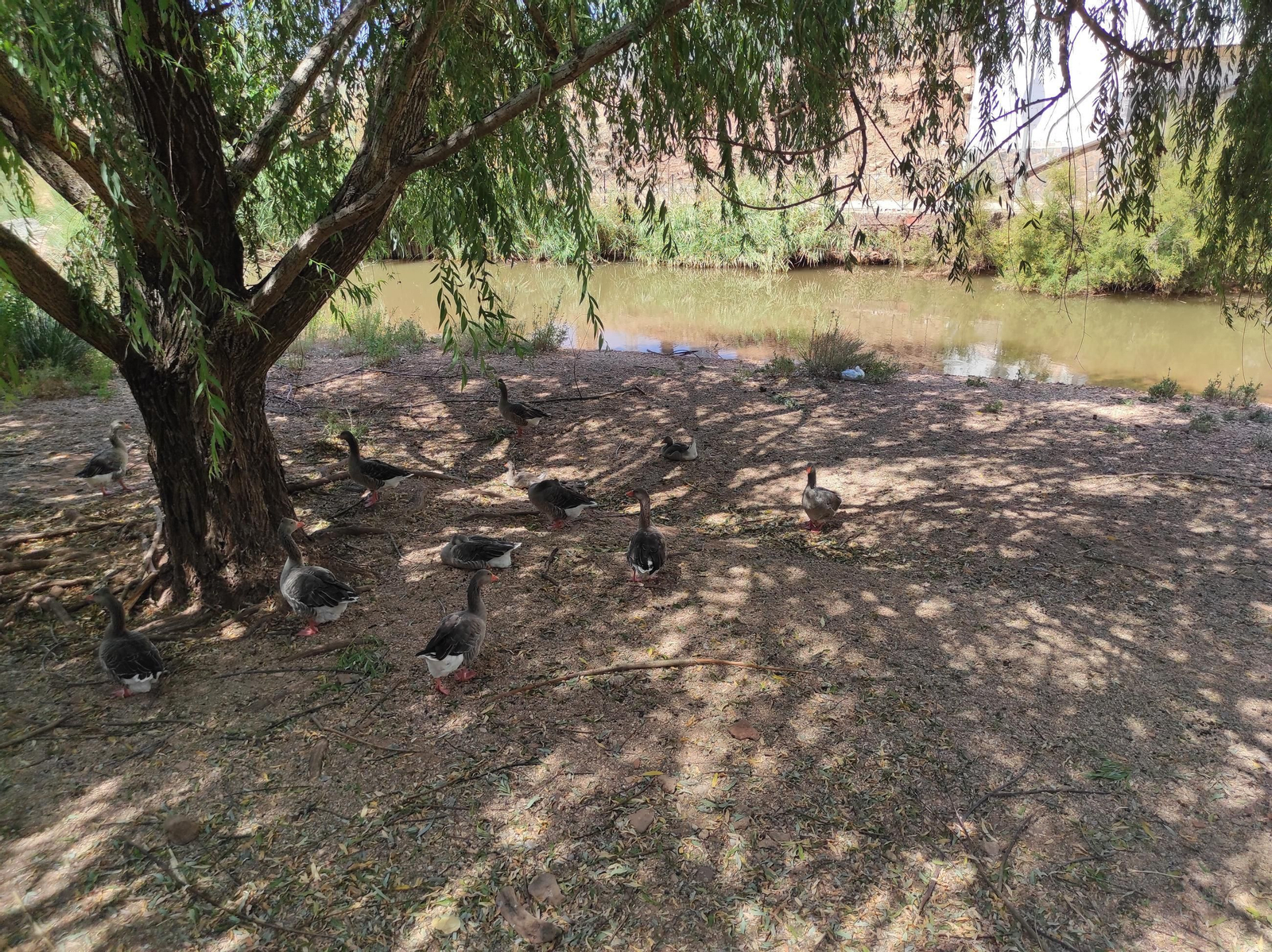 Disfruta de un paseo a orillas del río Guadalimar lleno de arte y rincones únicos.
