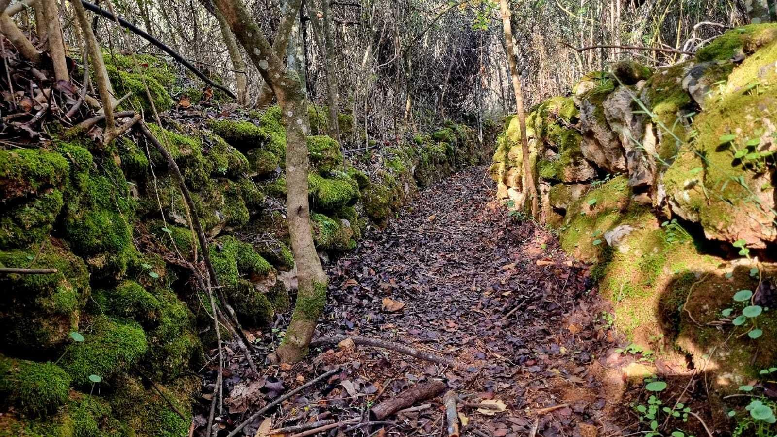 Un paseo en fotografías por el Bosque Encantado de Hornachuelos