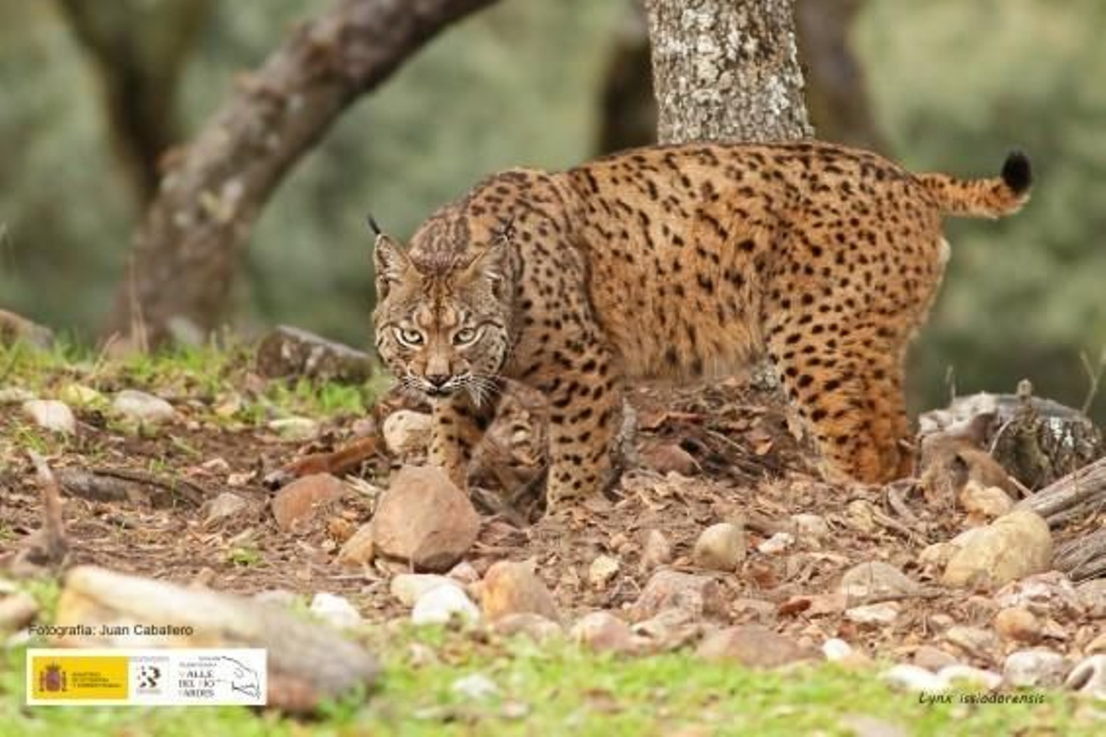 FonelasUna ruta geológica sobre los paisajes de Guadix