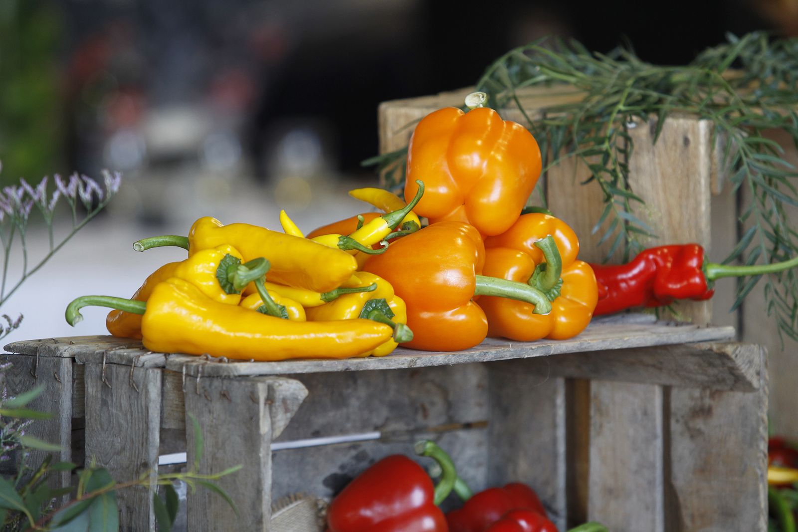 Fotogalería nuevas instalaciones Vicasol 3 en El Ejido