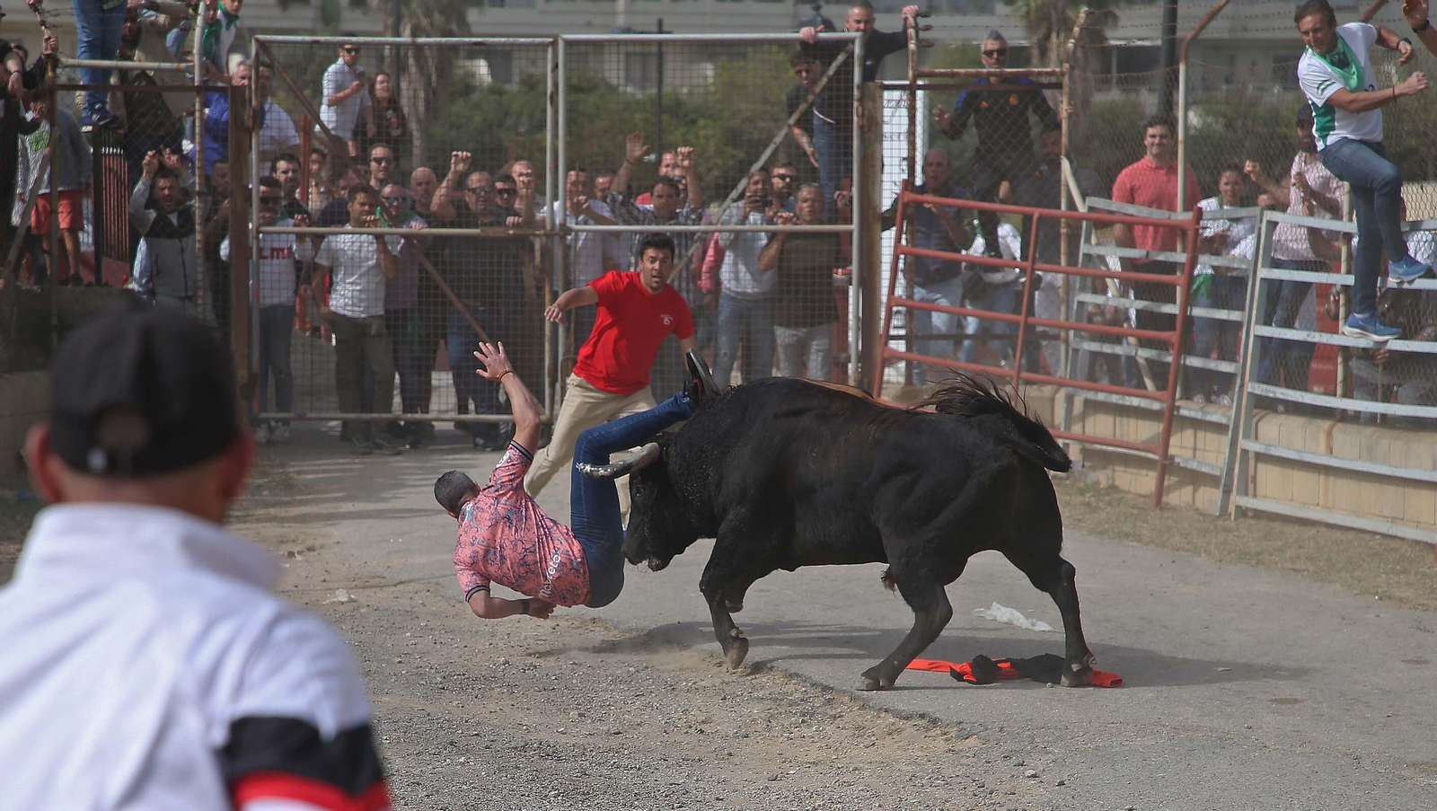 Fotos del Toro Embolao en Los Barrios