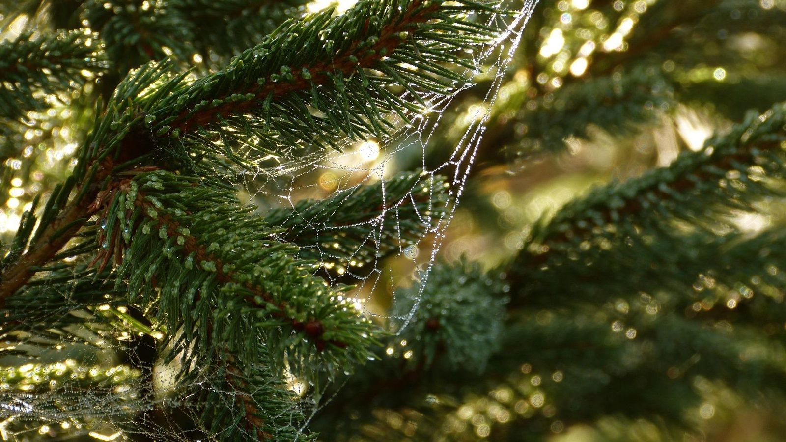 Telarañas en los árboles de Navidad en Ucrania