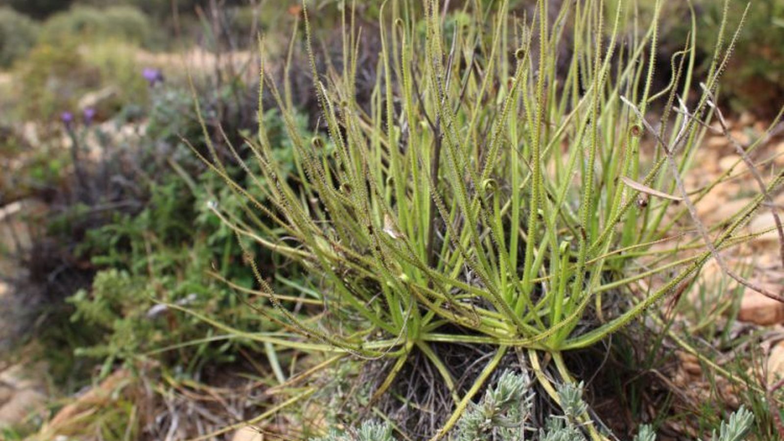 Planta carnívora Drosophyllum lusitanicum fotografiada en el término municipal de Algeciras.