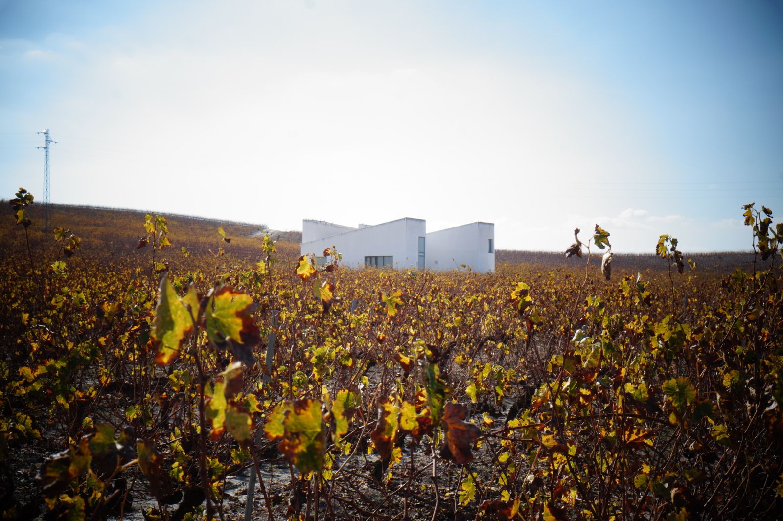 Un recorrido en fotografías por el vino nuevo de Moriles