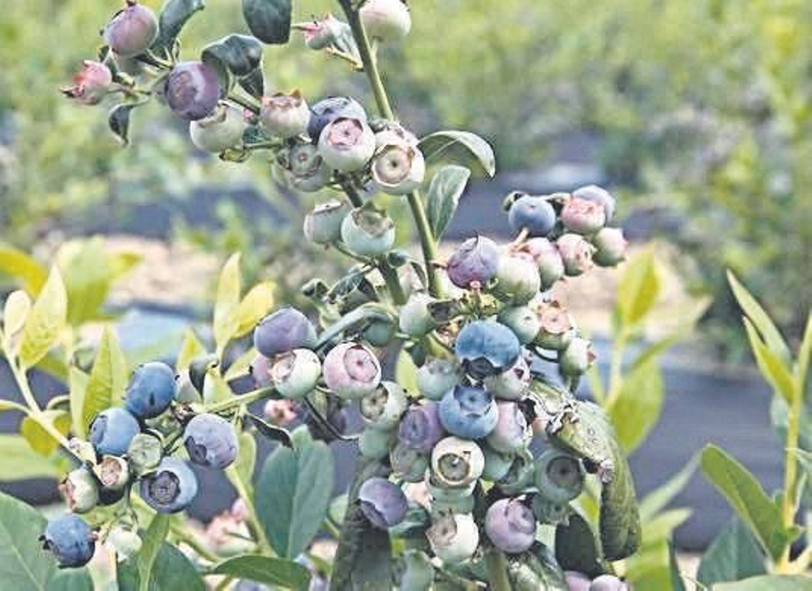 8º Congreso Internacional de Frutos Rojos