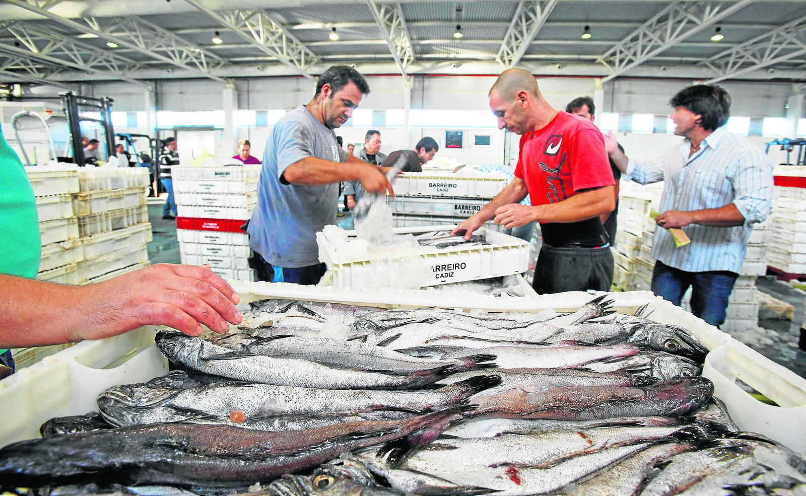 La merluza es uno delos pescados que más donan los pescadores de la lonja de Cádiz a los comedores sociales.