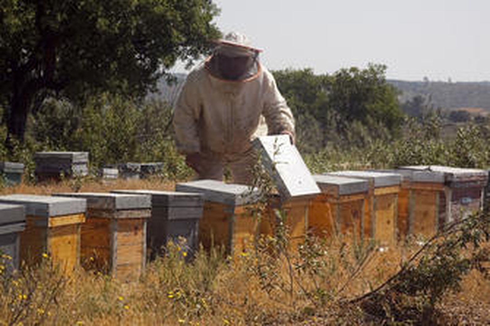 La apicultura europea cuenta con 96 millones de la UE hasta 2013